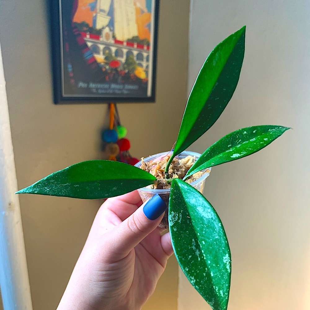 Hoya pubicalyx speckled